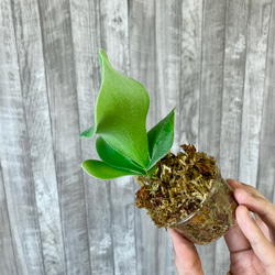 フーンシキ　幼苗　直径8.2cm　ビカクシダ　観葉植物 5枚目の画像