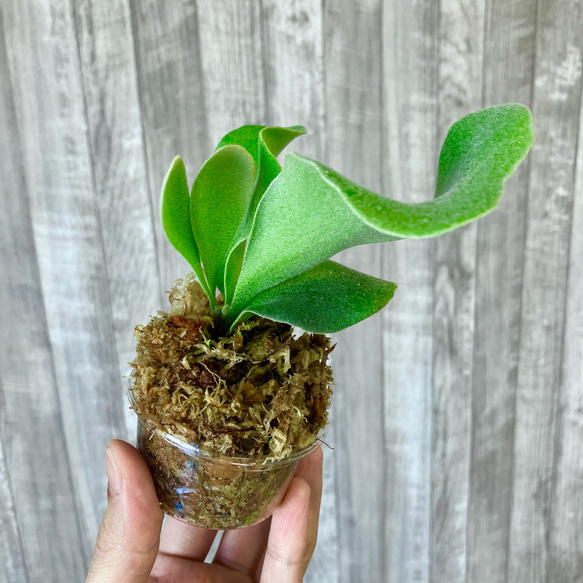 フーンシキ　幼苗　直径8.2cm　ビカクシダ　観葉植物 2枚目の画像