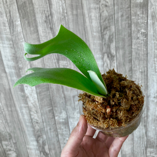 ウィリンキー 幼苗 ビカクシダ 観葉植物 インテリアグリーン その他