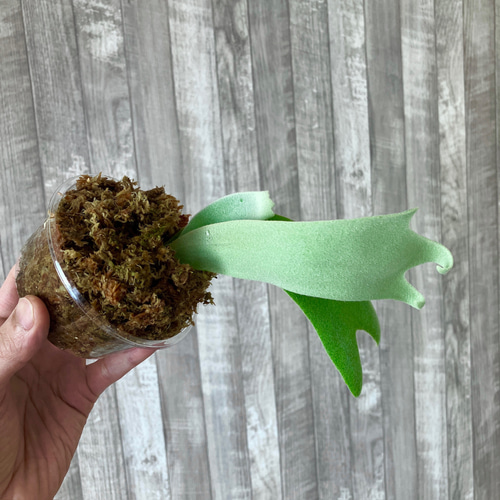 ウィリンキー 幼苗 ビカクシダ 観葉植物 インテリアグリーン その他