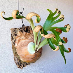 フーンシキ　幼苗　直径8.2cm　ビカクシダ　観葉植物 1枚目の画像