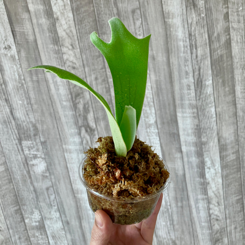 ウィリンキー 幼苗 ビカクシダ 観葉植物 インテリアグリーン