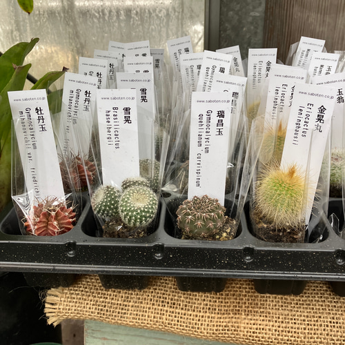 送料込み ミニミニサボテン お好き組み合わせ3個セット 1000円 多肉植物 アルファガーデン 通販|Creema(クリーマ) 17310049 送料込み ミニミニサボテン お好き組み合わせ3個セット 1000円 多肉植物 アルファガーデン 通販|Creema(クリーマ) 17310049