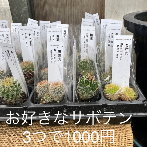 送料込み　ミニミニサボテン　お好き組み合わせ3個セット　1000円 1枚目の画像