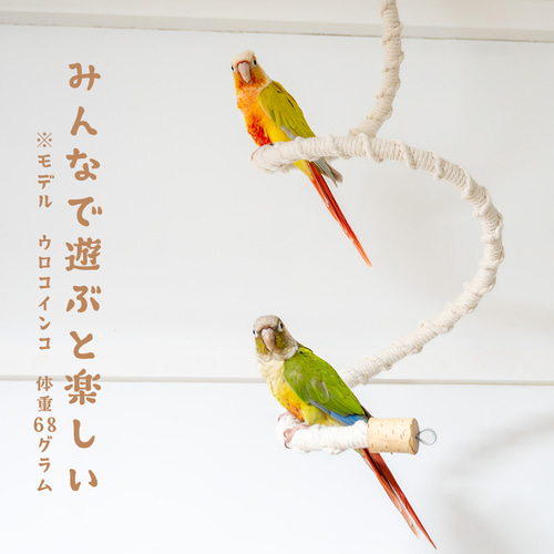 172　インコ　アスレチック　吊り下げブランコセット　中型インコちゃんサイズ！！ Amazon | 鳥 遊び場 インコ おもちゃ オウム 遊園地 小鳥 競技場