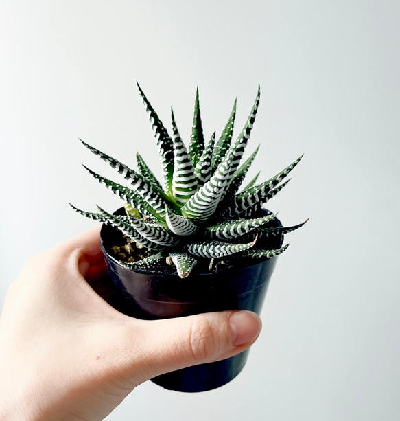 #236  Haworthia fasciata 3号鉢 1枚目の画像