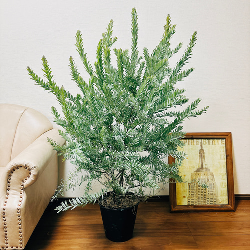 スーパーセール 半額タイムセール コベニー ブルーブッシュ アカシア 現品］2番 8号 大型 観葉植物 常緑樹