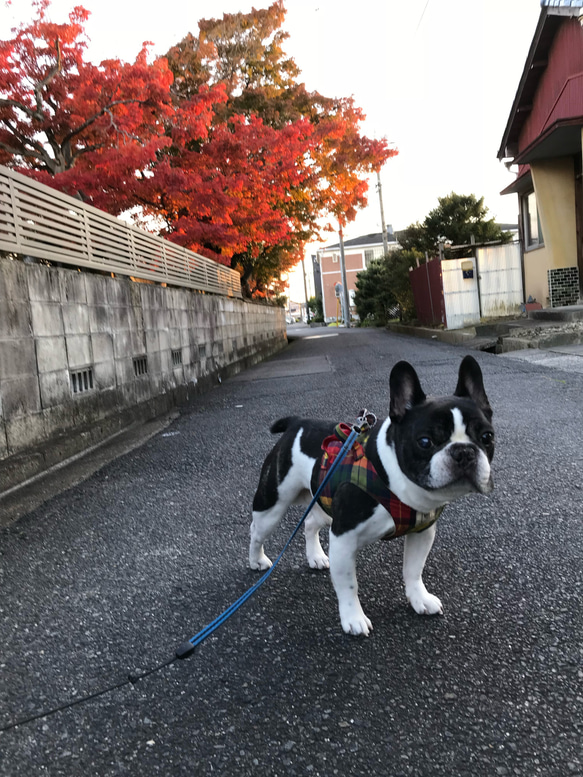 ゆめっぺ様専用 1枚目の画像