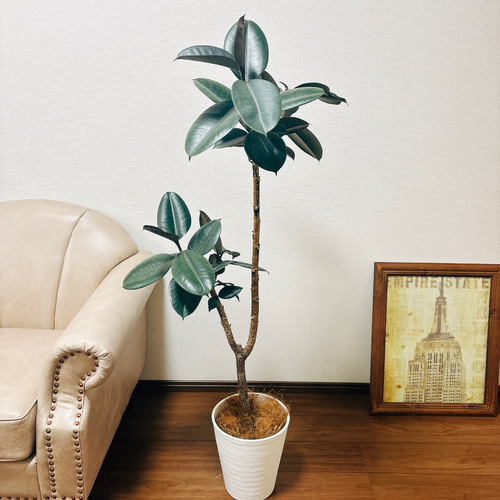 現品］8番 フィカス バーガンディ 8号 観葉植物 大型 室内 人気 育て