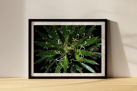 アガベ レオポルディ 滝の白糸 インテリアアートポスター IVYL