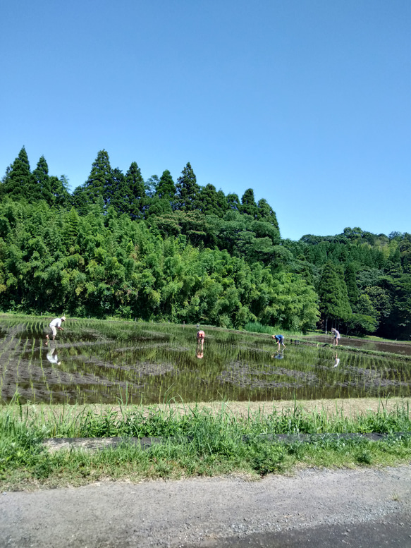 【田んぼの珈琲】ノンカフェイン　籾付き黒焼き玄米珈琲　お湯を注ぐだけ 約10〜15杯分　冷え症体質改善　妊婦　経産婦 4枚目の画像