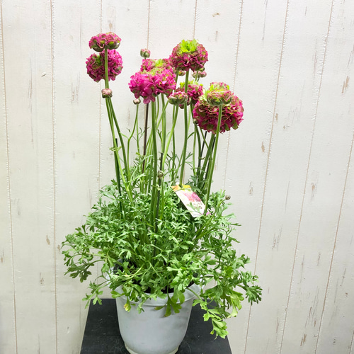 大切な人へのギフト探し 超花芽株 ラナンキュラス ポンポン アラジン その他インテリア 花
