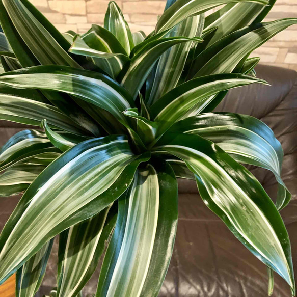 ドラセナ　ジェイドジュエル　おしゃれで軽量な鉢　高さ約90cm シックビル症候群 U1217674569(9295円)