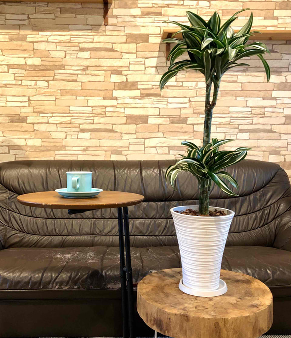 ドラセナ　ジェイドジュエル　おしゃれで軽量な鉢　高さ約90cm シックビル症候群 U1217674569(9295円)