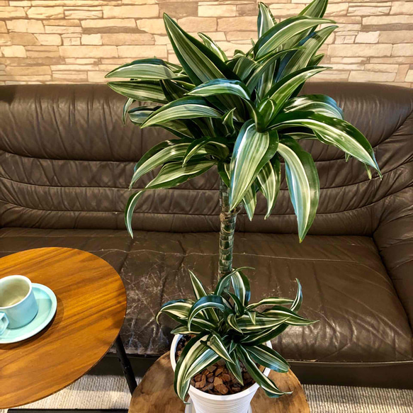 ドラセナ　ジェイドジュエル　おしゃれで軽量な鉢　高さ約90cm シックビル症候群 U1217674569(9295円)