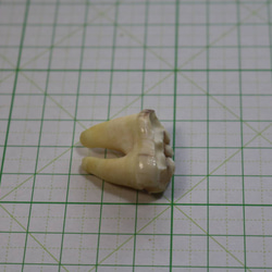 ヒグマの右下顎奥歯・青根付紐 ② 5枚目の画像