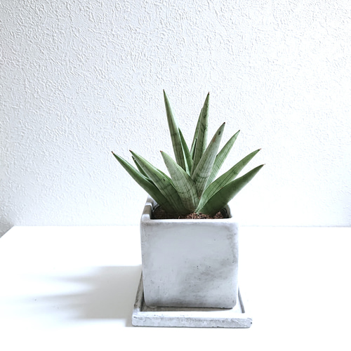 クレー「植物ー分析的なもの」、希少画集より、状態良好、新品高級額装付 ○空気浄化植物○希少 ”サンスベリア シルバークラウン スクエア