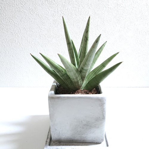 ○空気浄化植物○希少 ”サンスベリア シルバークラウン スクエア