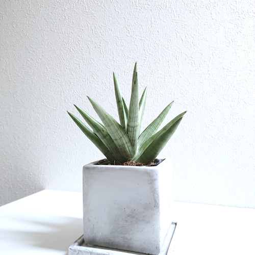 ⭐️最終SALE ナンバー４ グレー 灰色【公式】ソウルオブシベリア ○空気浄化植物○希少 ”サンスベリア シルバークラウン スクエア