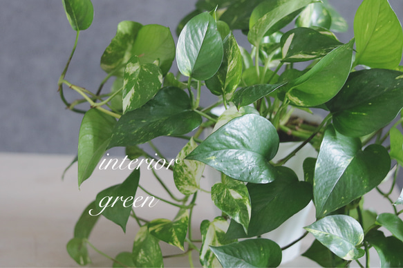 ボリューム満点greenの贈り物 おしゃれポトス✿育てやすい     お家時間を楽しく 4枚目の画像