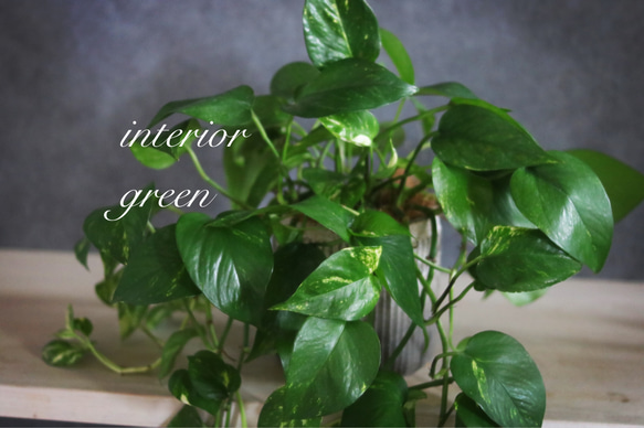 ボリューム満点greenの贈り物 おしゃれポトス✿育てやすい     お家時間を楽しく 5枚目の画像