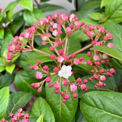 ✤ ユーカリ ポポラス ✤ フレッシュ*＊ ユーカリポポラス フレッシュ30〜45センチ10本 その他インテリア雑貨