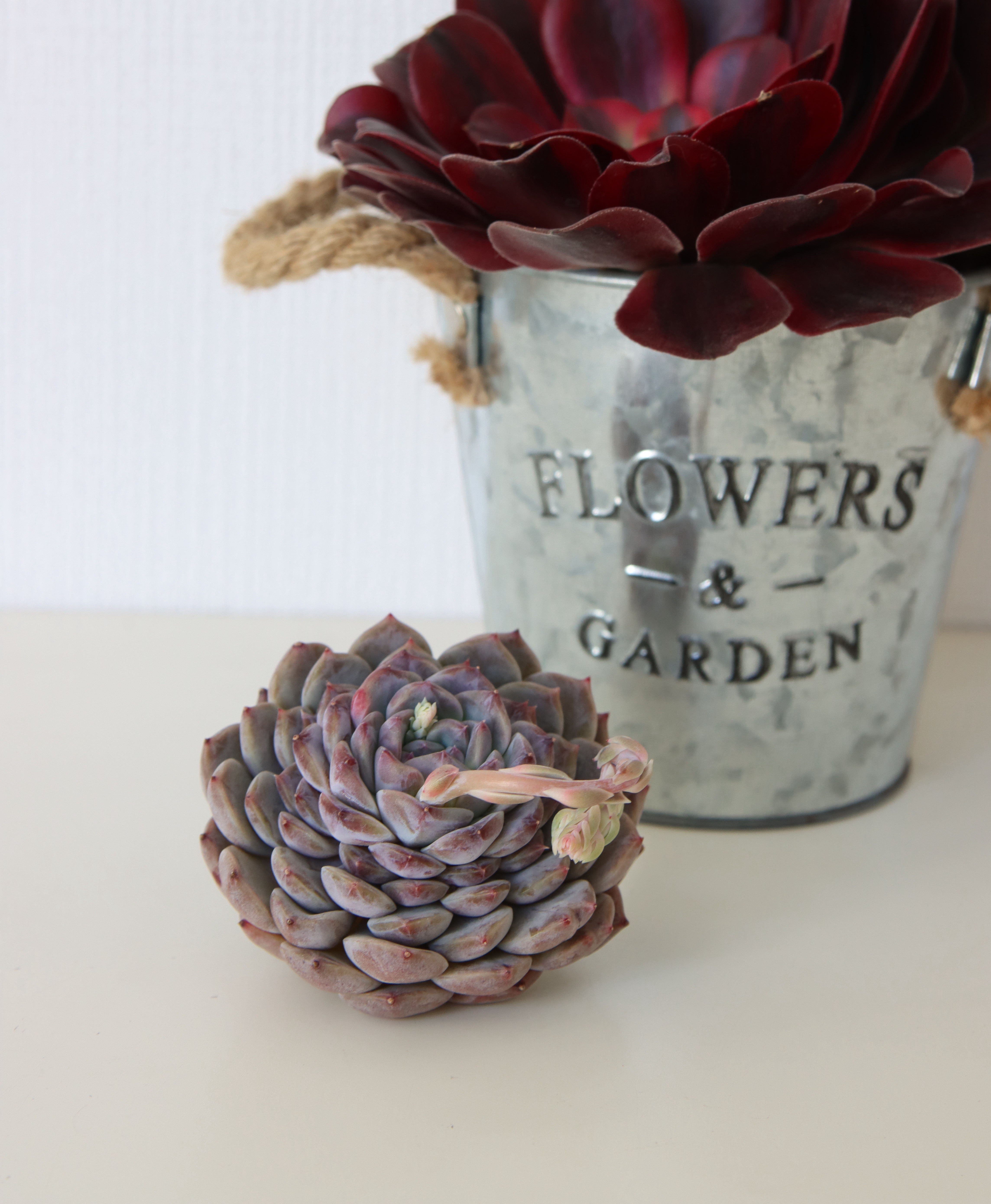 韓国苗 バイキング ♡ ALL 500円 ♡ 韓国苗 バイキング ♡ ALL 500円 ♡