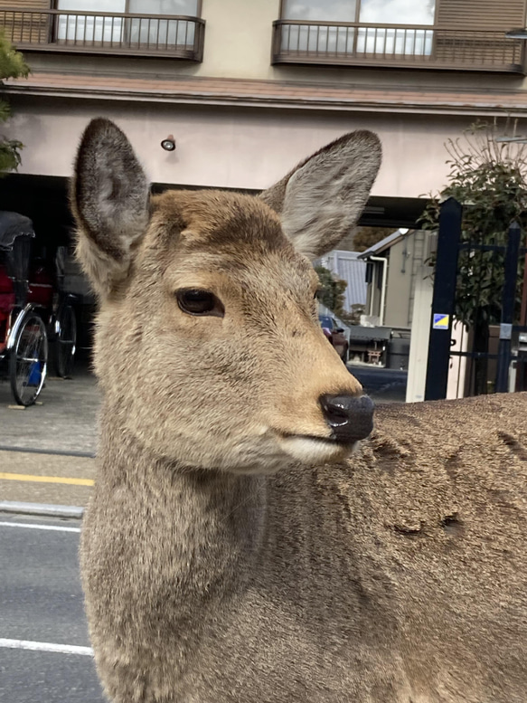 単衣　裄丈直し 1枚目の画像