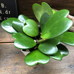 ハートホヤ♡ハートの葉っぱ♡多肉植物♡観葉植物 3枚目の画像