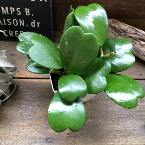 ハートホヤ♡4号♡ハートの葉っぱ♡多肉植物♡観葉植物 アートフラワー
