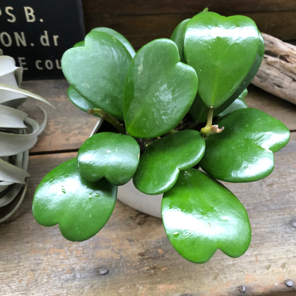 パリジェンヌ♡植物販売 ハートホヤ♡ハートの葉っぱ♡多肉植物♡観葉植物 アート