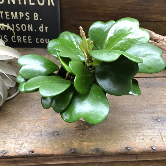 ハートホヤ♡ハートの葉っぱ♡多肉植物♡観葉植物 10枚目の画像