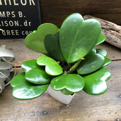 ハートホヤ♡ハートの葉っぱ♡多肉植物♡観葉植物 6枚目の画像