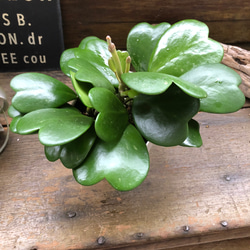 ハートホヤ♡ハートの葉っぱ♡多肉植物♡観葉植物 18枚目の画像