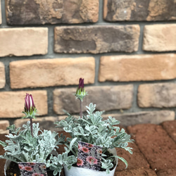 花苗＊宿根ガザニア「クリムゾンフラッシュ」シルバーリーフ その他