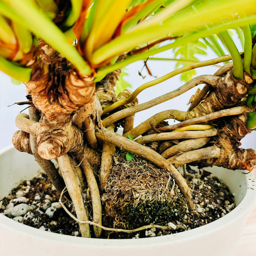 現品］【珍しい】B フィロデンドロン ゴールデンザナドゥ 7号 観葉植物