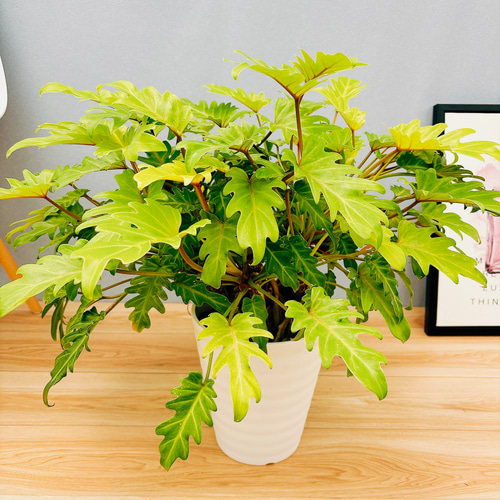 現品］【珍しい】B フィロデンドロン ゴールデンザナドゥ 7号 観葉植物