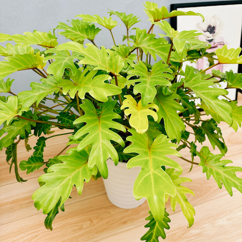 現品］【珍しい】B フィロデンドロン ゴールデンザナドゥ 7号 観葉植物