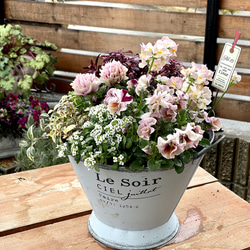 華やぐお花たち ダイアンサス 毎年咲く 寄せ植え 小鳥の憩う グラス