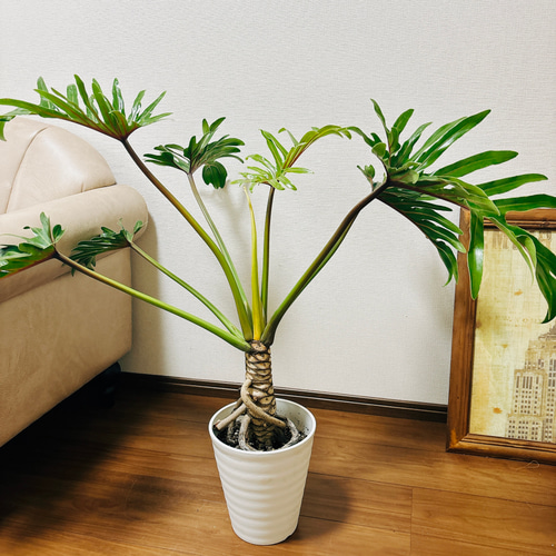 現品］【珍しい】4番 フィロデンドロン ジャイアントザナドゥ 幹上がり