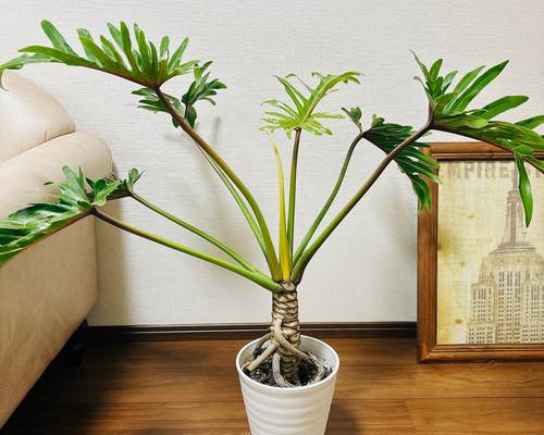 ［現品］23番　フィロデンドロン　ジャイアントザナドゥ　幹上がり　観葉植物　室内 現品 フィロデンドロン ジャイアントザナドゥ 3番 幹上がり