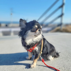 チワワのお花ハーフチョーク お花付き かわいいパラコード リード 犬の 