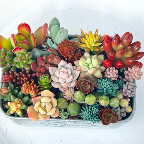 ★★壁掛け❤️★寄せ植え★ちまちまキュンキュン★このまま飾れます★多肉植物 ギフト オーダー制 多肉植物 寄せ植え そのまま飾れる ちまちま寄せ