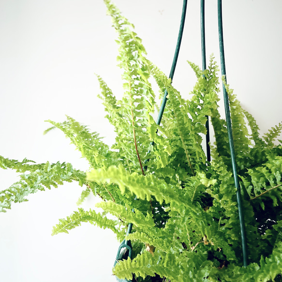 ネフロレピス フロッフィーラッフルズ　5号鉢  観葉植物 吊り下げ 6枚目の画像