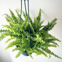 ネフロレピス フロッフィーラッフルズ　5号鉢  観葉植物 吊り下げ 2枚目の画像