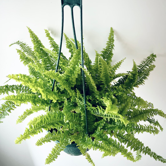 ネフロレピス フロッフィーラッフルズ　5号鉢  観葉植物 吊り下げ 5枚目の画像