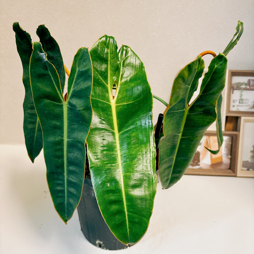 現品］【希少】10番 フィロデンドロン ビレッティア 6号 観葉植物 室内