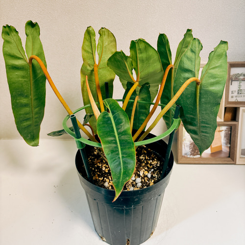 現品］【希少】10番 フィロデンドロン ビレッティア 6号 観葉植物 室内