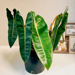 現品］【希少】10番 フィロデンドロン ビレッティア 6号 観葉植物 室内