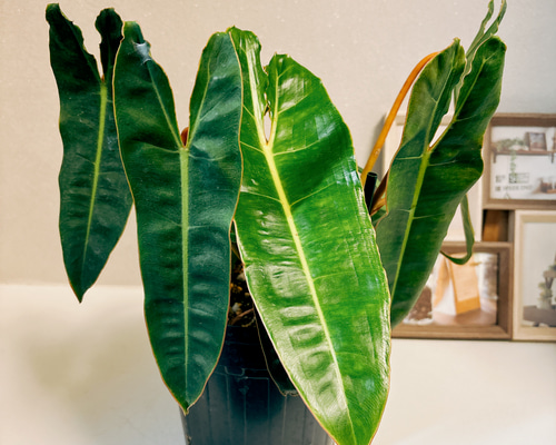 現品］【希少】10番 フィロデンドロン ビレッティア 6号 観葉植物 室内